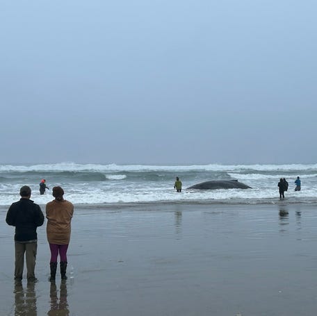 A humpback whale beached near Yachats on Nov. 16.
