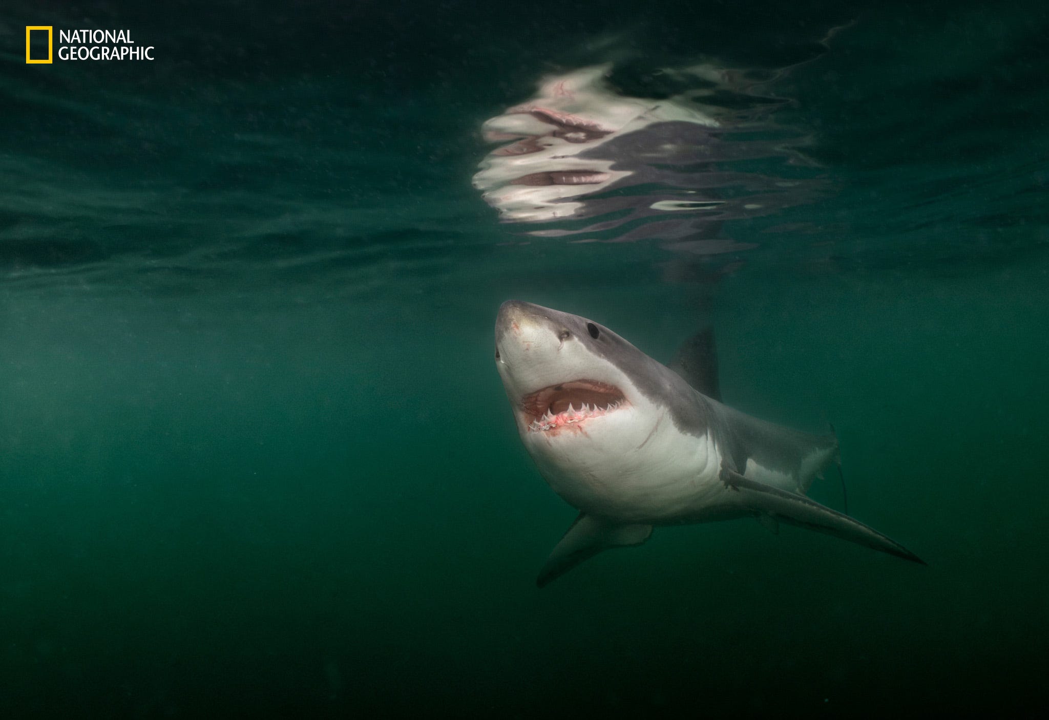 Image for Great white sharks, one , pounds, ping off Florida in new year