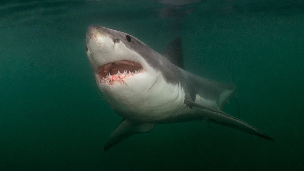 Image for Great white sharks, one , pounds, ping off Florida in new year
