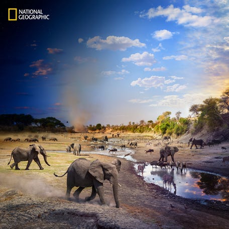 Over the course of one action-packed day, photographer Stephen Wilkes watched animals charge toward a meager water hole at the height of extreme drought in Botswana's Okavango Delta. Elephants flared their ears. The legs of antelope and zebras splayed in a mad dash. One hippo dipped its head to charge an elephant calf, while another opened its mighty mouth in an intimidating display. Wilkes applied his signature Day to Night technique,   in which he takes as many as 1,500 pictures from one vantage point over the course of 18 to 36 hours, seamlessly layering the 50 or so best moments to create a final image.