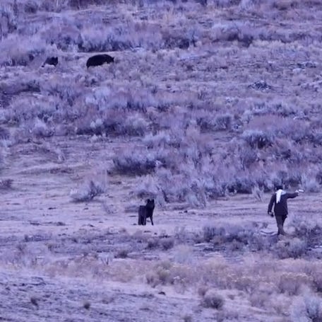 Sightseers watched in horror as a man got dangerously close to a pack of wolves in Yellowstone National Park, recent footage shows.