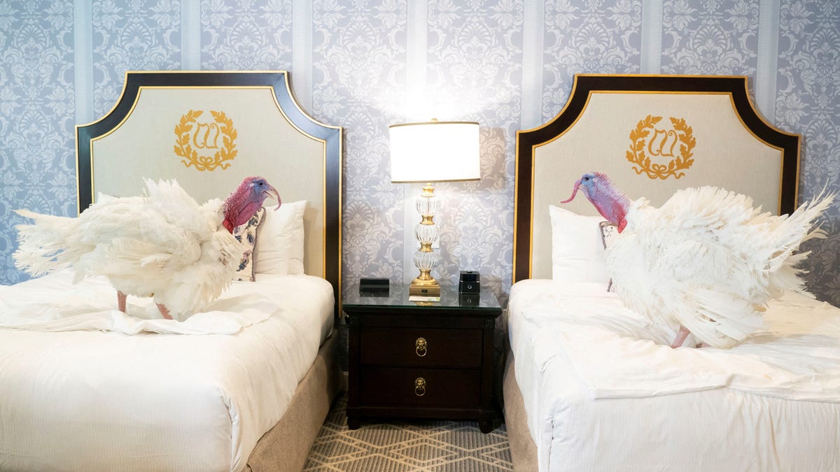 Trump Thanksgiving turkey pardon