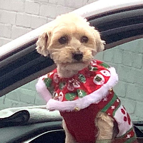 A canine delivery volunteer keeps an eye on the action Tuesday, Dec. 24, 2024, as hundreds of volunteers stop at Arctic League headquarters in Elmira to pick up Christmas gift bags for drop off to area families.