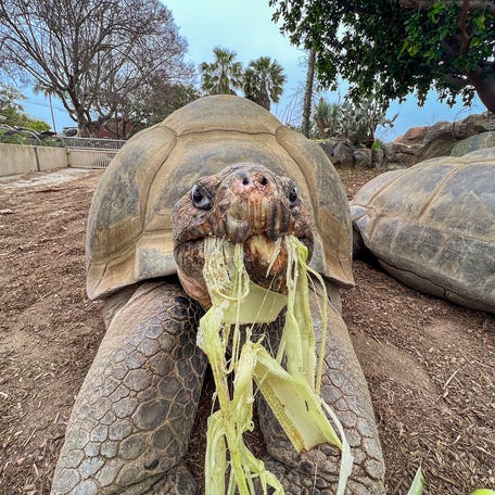 Gramma, a Galápagos tortoise who was believed to be the San Diego Zoo's oldest resident, died Nov. 20. She was estimated to be 141 years old.