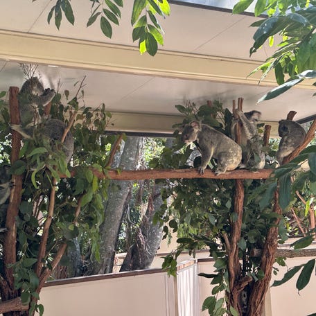 Koalas at the Lone Pine Koala Sanctuary in Brisbane.