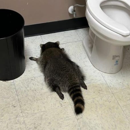 A raccoon was the unsuspecting culprit who ransacked a Virginia liquor store. The animal passed out intoxicated and was on the bathroom floor.