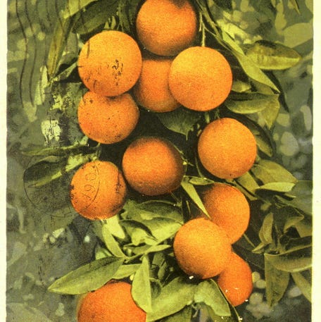 A cluster of oranges in Florida is shown in a postcard from the Detroit Photographic Co., postmarked in 1907.