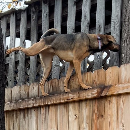 Watch nosey dog scale fence to spy on the neighborhood thumb