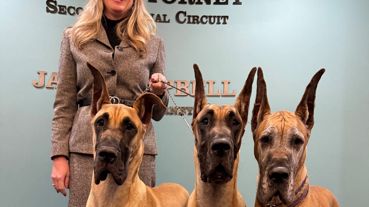 Great Dane named Georgia Cappleman celebrates Markel case work