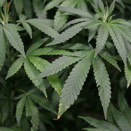 DALY CITY, CA - APRIL 18: Leaves of a mature marijuana plant are seenin a display at The International Cannabis and Hemp Expo April 18, 2010 at the Cow Palace in Daly City, California. The two day Cannabis and Hemp Expo features speakers, retailers selling medical marijuana smoking paraphernalia and a special tent available for medical marijuana card holders to smoke their medicine. Voters in California will consider a measure on the November general election ballot that could make the   State the first in the nation to legalize the growing of a limited amount of marijuana for private use. (Photo by Justin Sullivan/Getty Images)