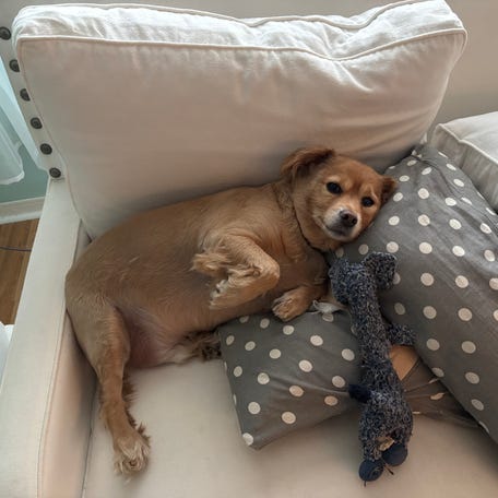 Sonny, USA TODAY commentary editor Blake Fontenay's dog.