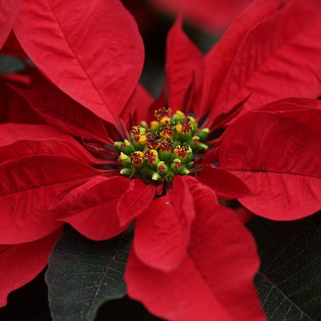 A poinsettia plant, also known as "Flor de Nochebuena," used in Christmas decorations, inside a greenhouse in Xochimilco, on the outskirts of Mexico City, Mexico, December 4, 2025. REUTERS/Henry Romero