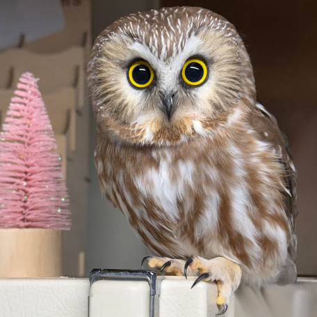 The northern saw-whet owl is the smallest in New England, this particular owl is the size of a bottle of nail polish.