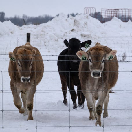 Cattle feed on a farm on December 09, 2025 near Belvidere, Illinois.
