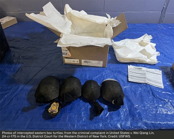A photo of intercepted eastern box turtles wrapped in knotted socks provided by the U.S. Department of Justice in its criminal complaint against Wei Qiang Lin, 55, of Brooklyn, N.Y., in the U.S. District Court for the Western District of New York. Lin was sentenced on Dec. 23, 2025, to two years of prison for trying to ship more than 200 parcels containing 850 reptiles falsely labeled as toys to Hong Kong.
