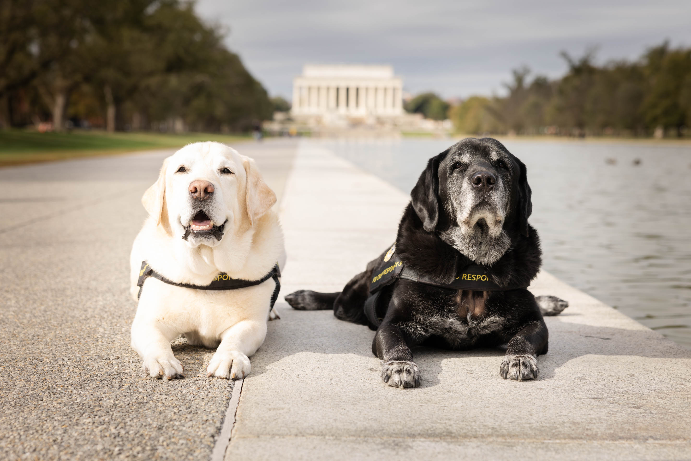 Labrador retires after decade with FBI helping tragedy victims