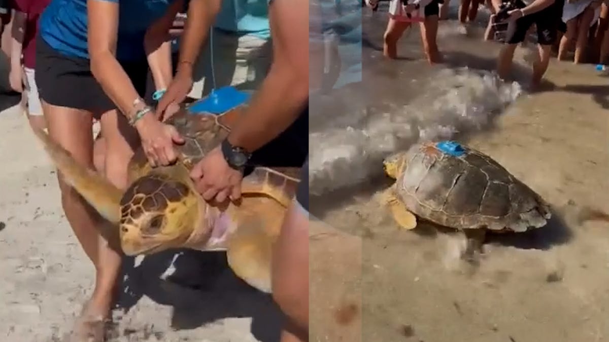 Rescued sea turtle returns to the ocean in Key West, Florida thumb