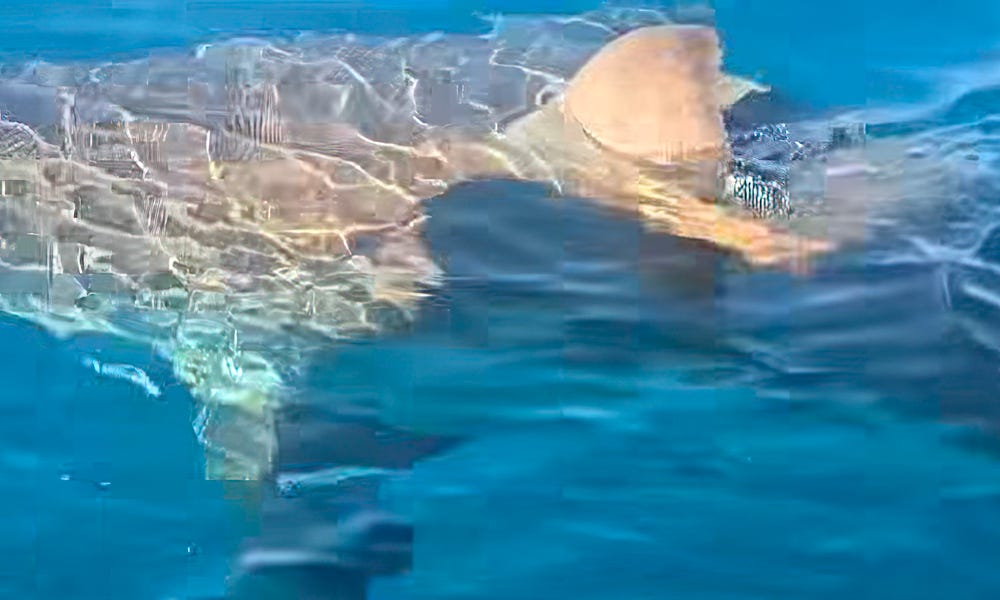 Image for Florida anglers in awe as great white shark surfaces, striking boat