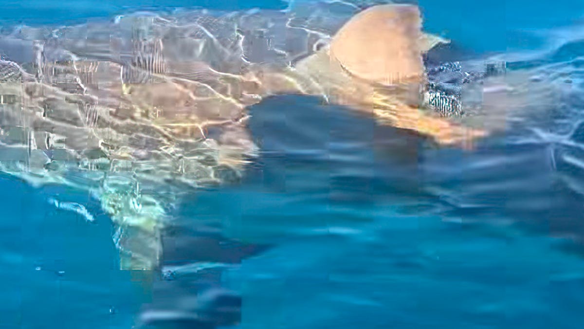 Image for Florida anglers in awe as great white shark surfaces, striking boat