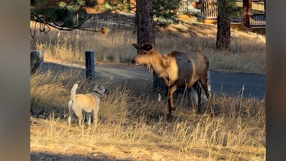 Rescue dog shares sweet moment with a wild elk