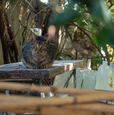 How to care for stray, feral and community cats living outside
