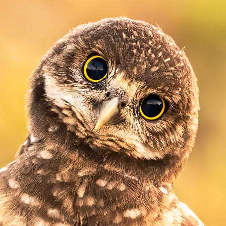 Cape Coral Friends of Wildlife is extending an invitation to the community for the 24th Annual Burrowing Owl Festival Wildlife and Environmental Expo, which celebrates Cape Coral's designated bird and the city's distinctive wildlife.