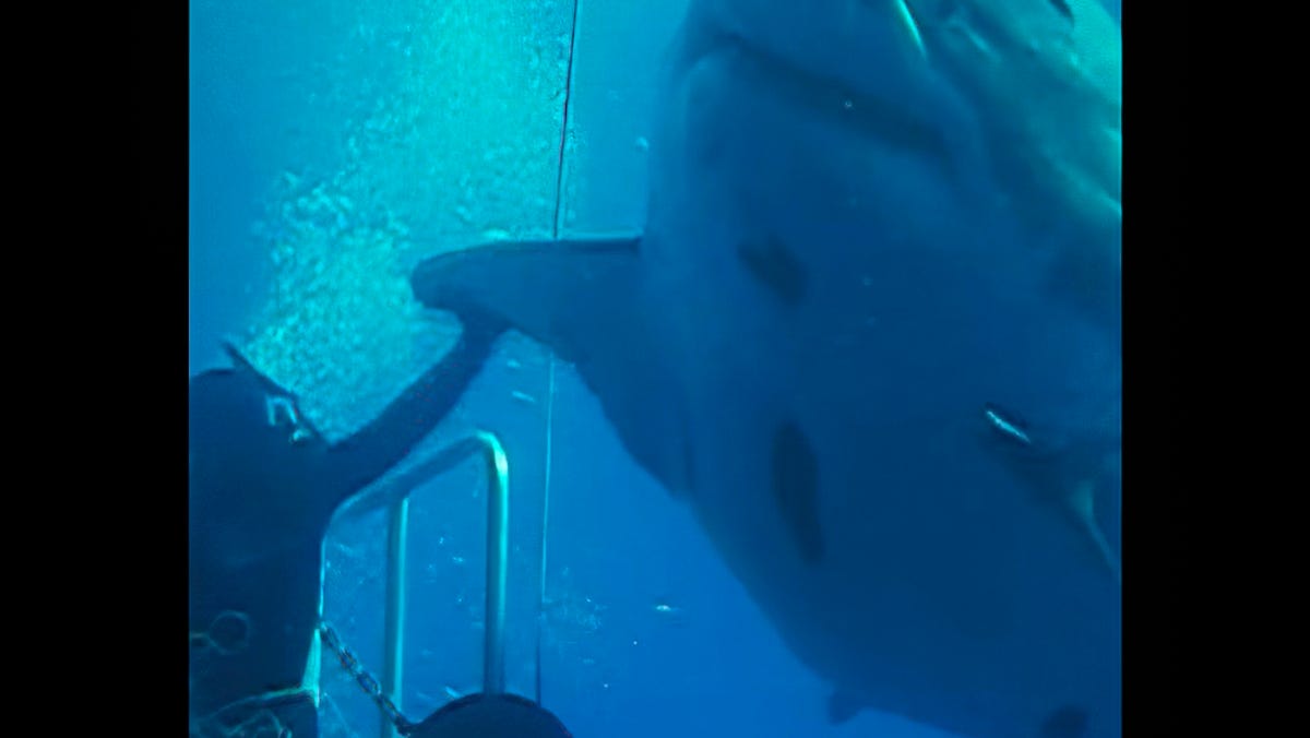 Image for Deep Blue, largest great white shark ever recorded, back in spotlight