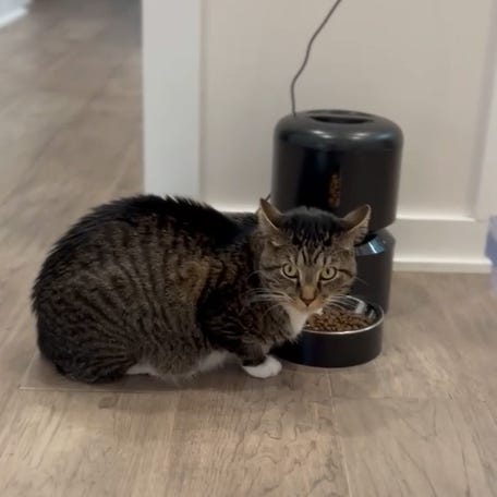 Simplify meal time with an automatic cat feeder.