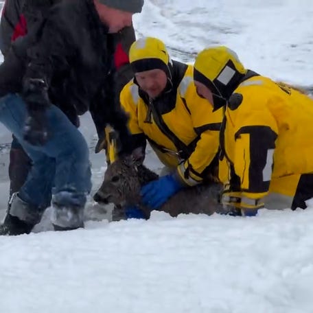 Fire crews in Hoyt Lakes, Minnesota rescued a deer that fell through the ice on Whitewater Lake, releasing the animal back into the wild.