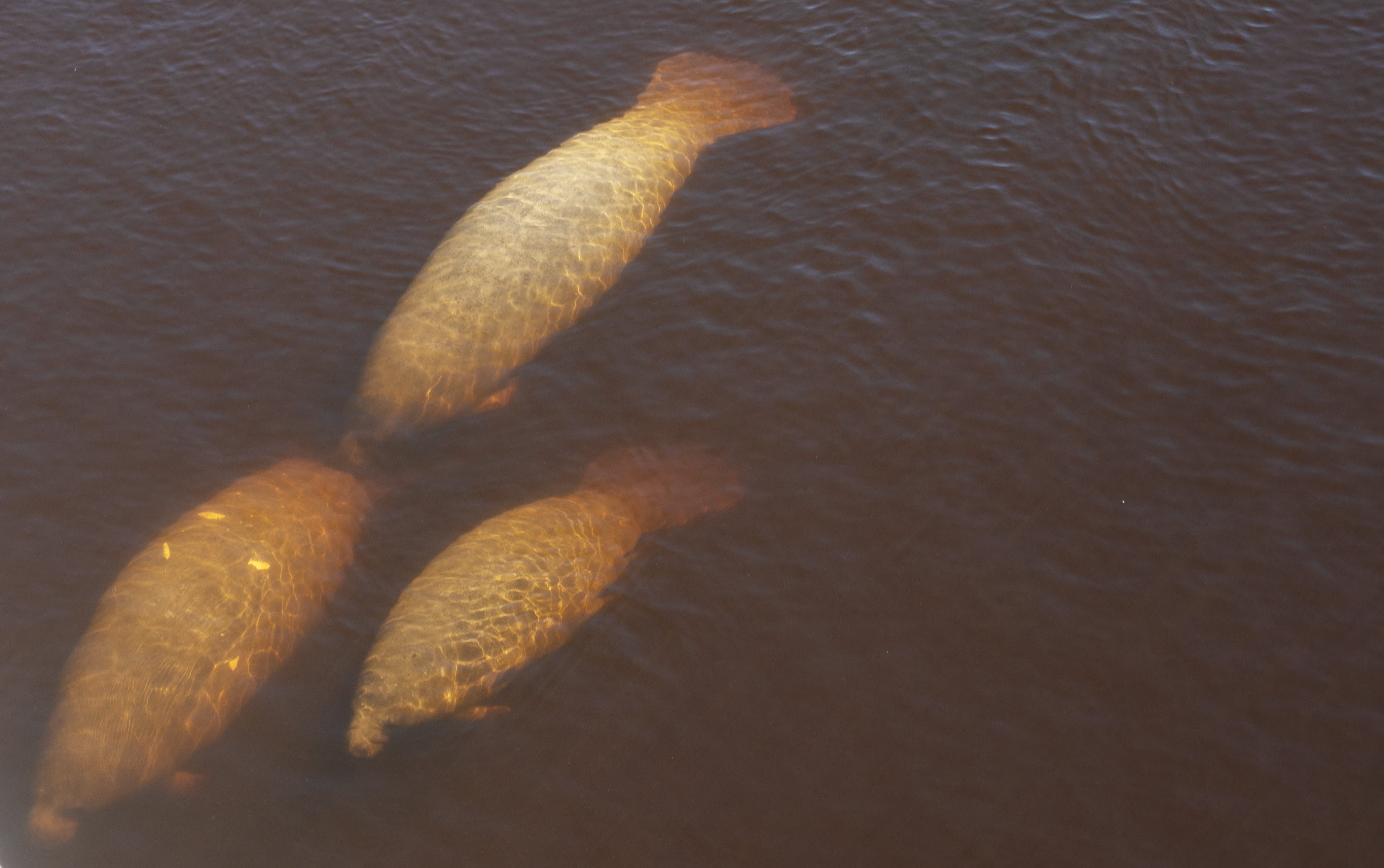 More than 30 sea cows have died in Fort Myers in a week. Why?