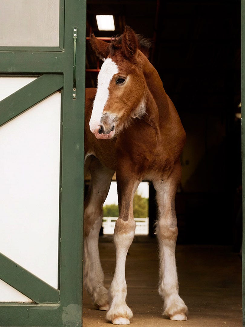 Ad Meter 2025 Commercial - “What is Greatness?”