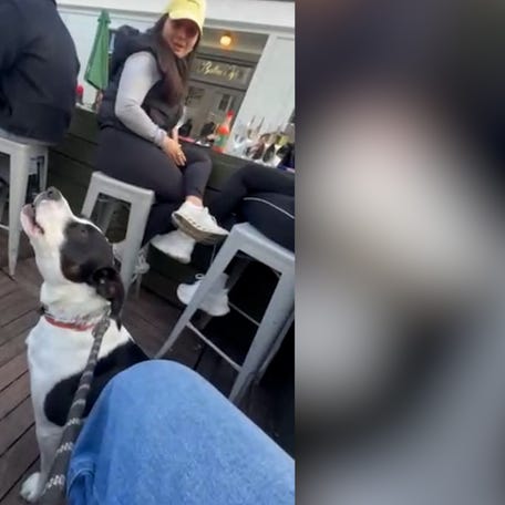 George howls along with sirens, looking around for validation. Rescued four years ago in San Francisco, California, he has grown into an attention-loving companion.