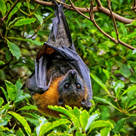 Grey Headed Flying Fox hanging upside down in a tree