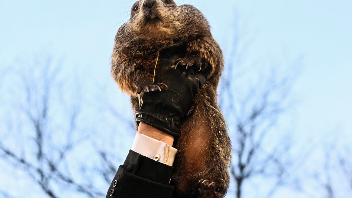 AJ Dereume holds up groundhog Punxsutawney Phil, as he makes his prediction on how long winter will last, during the Groundhog Day festivities, at Gobbler's Knob in Punxsutawney, Pennsylvania, U.S., February 2, 2025.