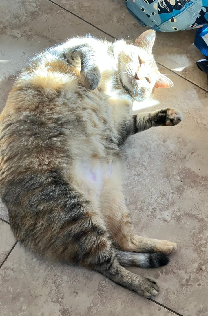 Could pet Ozempic drugs help your pet lose weight?