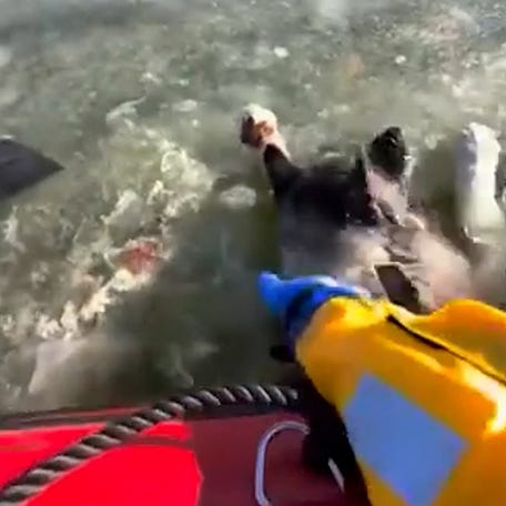 Two rescuers certainly had their hands full when called to rescue a big dog that fell into an icy lake in St Louis, Missouri.