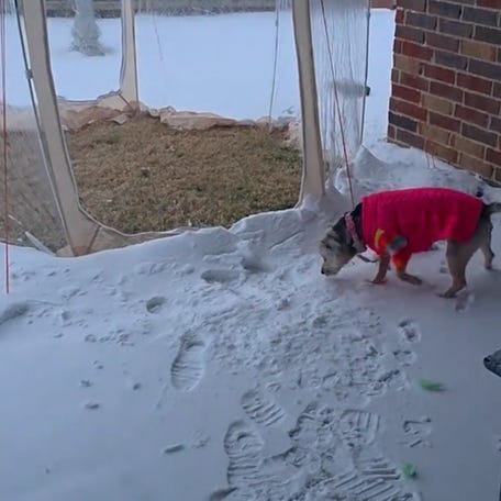 A pet owner placed a tent in their backyard so their dogs could play and potty during snowy weather.