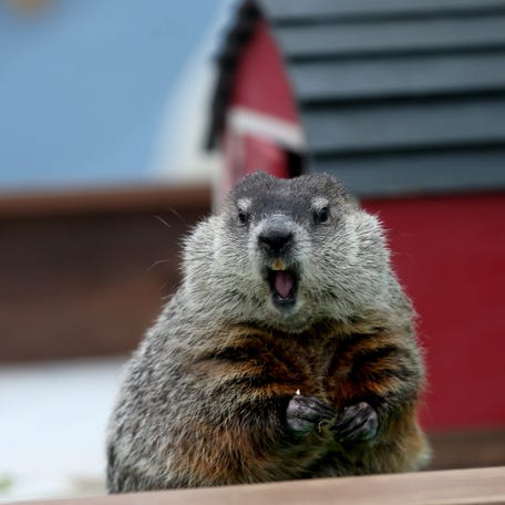 Gordy, the Milwaukee County Zoo's groundhog, seems to be making a statement after not seeing his shadow during the zoo's Groundhog Day festivities on Feb. 2, 2022.
