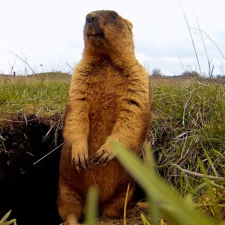 USA TODAY dug into the mystery of Groundhog Day predictions and explored how other groundhogs compare to Punxsutawney Phil.