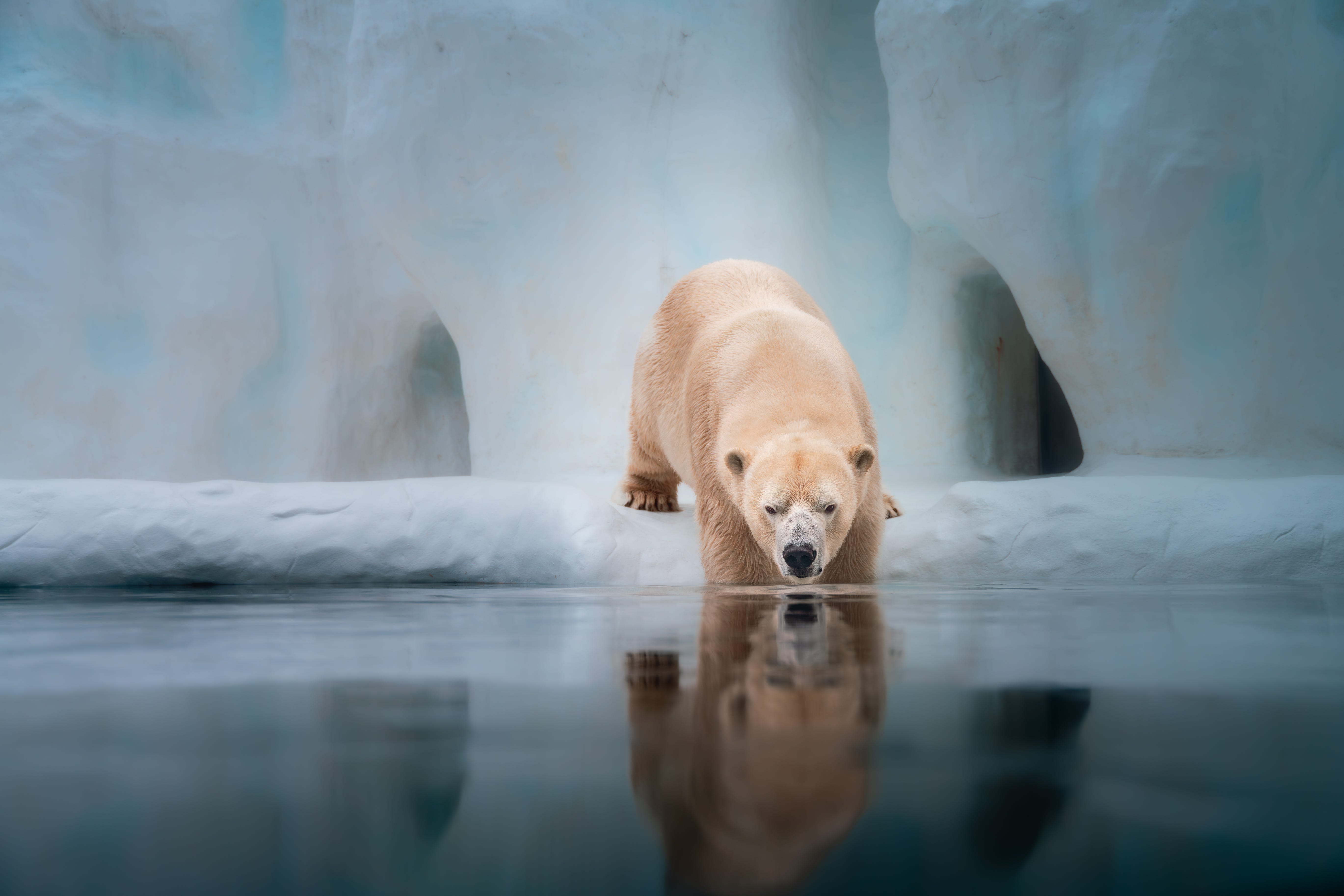 Kali, now 13, was rescued as a cub in 2013 after residents of the Native Village of Point Lay, Alaska, discovered he’d been orphaned.