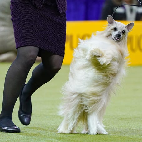 Maple, a Chinese crested, shows during the Westminster Kennel Club Dog Show.