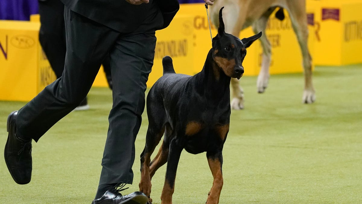 Penny, a Doberman Pinscher, wins the working group during the Westminster Kennel Club Dog Show Second Day at Madison Square Garden on Feb. 3, 2026.
