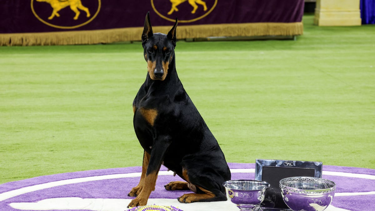 Usa Dogshow Westminster