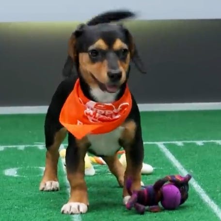 Puppy Bowl Thumb