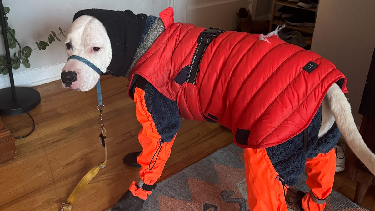 Dogs take on winter in the ultimate bundle‑up battle.