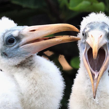 Two juvenile wood storks sport still yellow beaks at the Wakodahatchee Wetlands in Delray Beach, Florida in May 2025..