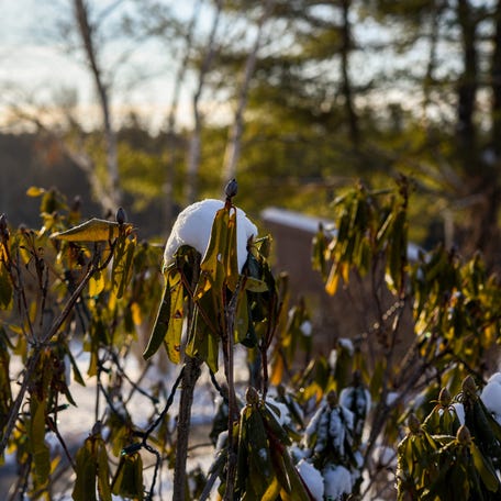 On frigid days, Rhododendron leaves, like these pictured in the Lawn Garden at New England Botanic Garden in Boylston, curl up to protect against moisture loss.
