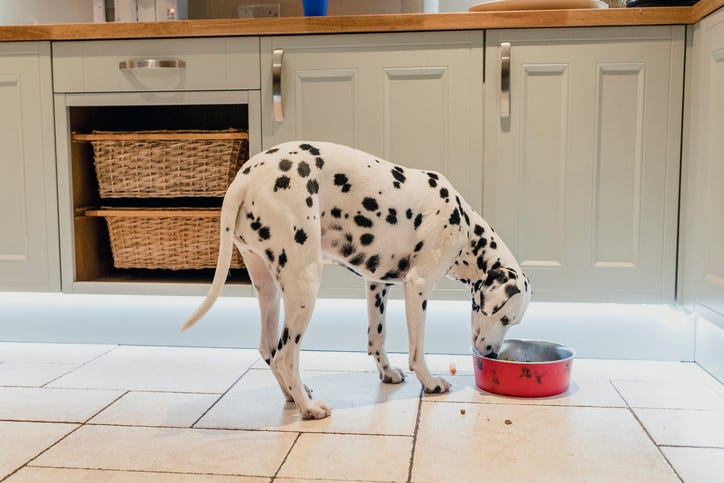 Which dog food products tested highest for heavy metals?