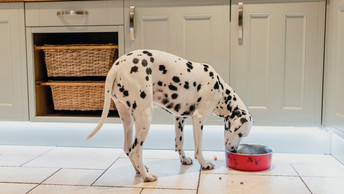 Which dog food products tested highest for heavy metals? Which dog food products tested highest for heavy metals?