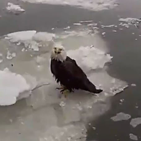 NYPD officers rescued an injured bald eagle trapped on the icy Hudson River.